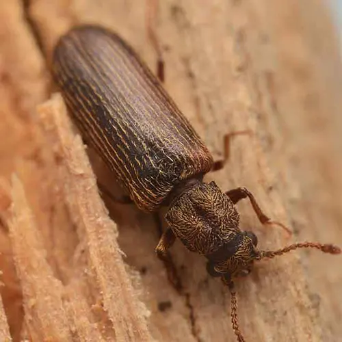 Lyctus - Boissur Traitement charpente contre les insectes à larves xylophages scomme les lyctus sur Sant-Jean-Du-Var près de Toulon