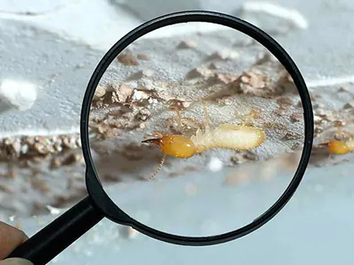 Diagnostic termite à Draguignan