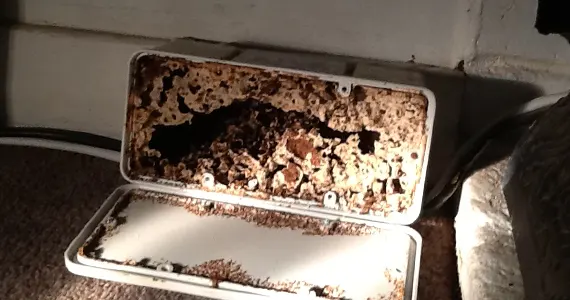 Piège appât termites intérieur