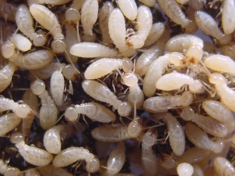 termites