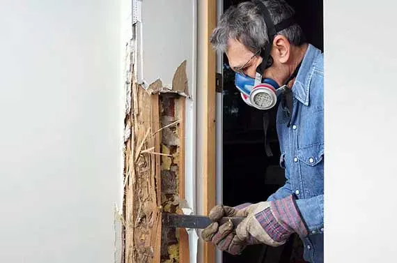 Traitement bois, traitement charpente contre les insectes xylophages: capricorne des maisons, vrillettes, termites, lyctus à Toulon, Fréjus, Marseille, Aubagne, Nice, Antibes...